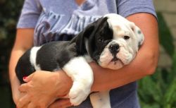 Male and Female English Bulldog Puppies Available for sale