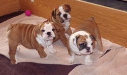 Stunning English Bulldog Puppies available