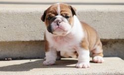Cute Wrinkly English Bulldog Puppies
