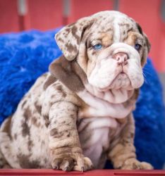 NBJ English Bulldog Puppies for sale