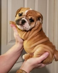 Adorable outstanding English Bulldog puppies for sale