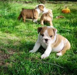 Cute Miniature English Bulldog puppies. (xxx) xxx-xxx9