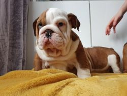 English bulldog ready to go to it's forever home