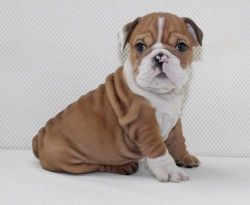 Adorable English Bulldog puppies for sale