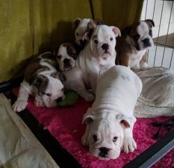 +1(2xx) xx5-7xx9 Beautiful AKC English Bulldog Puppies