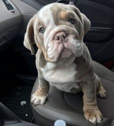 Completely Potty Trained English Bulldog Puppies