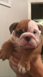 Adorable english bulldog puppies available for rehoming