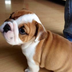 Adorable English bulldog puppies for sale. (xxx) xxx-xxx4