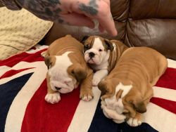 English Bulldog puppies