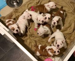 English Bulldog puppies! ready for a home