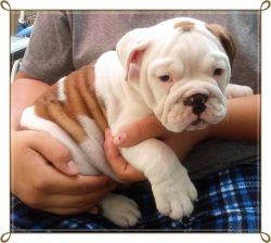 Bulldog Puppies Available next Weekend