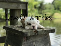 Love Of Wrinkles