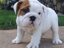 English Bulldog pups= =[marcbradly1.9.7.5 '@'g.m.a.i.l.c.o.m =