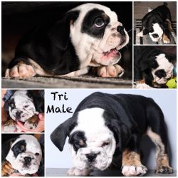 Black Tri English Bulldog for sale!