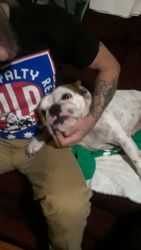 Looking for male english bulldog to breed with.