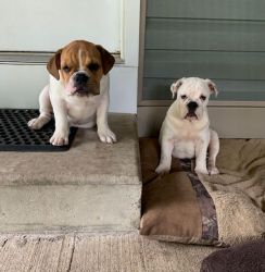 AKC Registered English Bulldog Puppies For Sale!