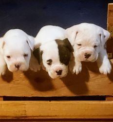 Victorian Bulldog Puppies