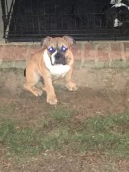 English bulldog breed with exotic bully good condition shots undated