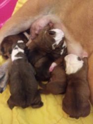 6 beautiful puppies for sale 2 girls and 4 boys