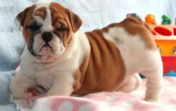 Cute And loving English Bulldog puppies Ready to Go now