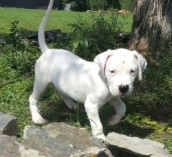 Charming Dogo Argentino puppies For Sale.
