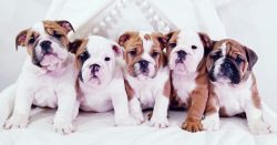 AKC Champion Sired Bulldog Puppies Expected