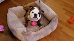 English bulldog four month old looking for great home,