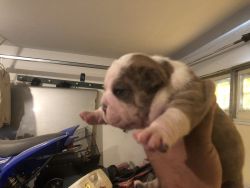 Bulldogs puppis4 weeks old