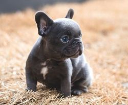 French Bulldog Puppies Available for sale