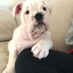 Full blood line male and female English Bulldog puppies for sale