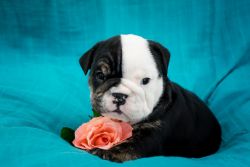 AKC Registered English Bulldog: Black and white tri female