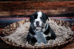 AKC Registered English Bulldog: Black and white tri male