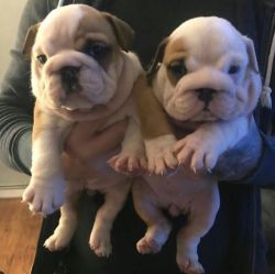 12 weeks English bulldog Puppies