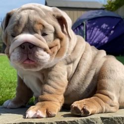 English Bulldog Puppies Available for Their New Homes