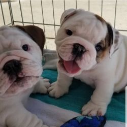 Beautiful Compact Chunky English Bulldog Puppies