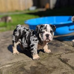 Gorgeous AKC Registered English Bulldog Puppies Available