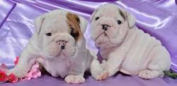 Well tammed & well Behaved English Bullies