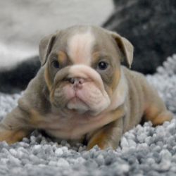 English Quality Bulldogs Available at very moderate prices