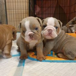 Lovely and affordable English Bulldog