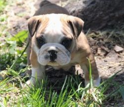 English Bulldog Puppy for sale