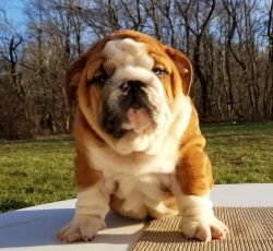 Chunky English Bulldog Puppies Available