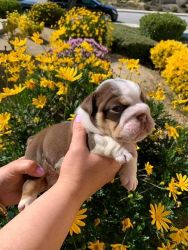 Cute English Bulldog for adoption(xxx)xxx-xxxx