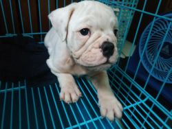 Beautiful English Bulldogs Available Discount prices