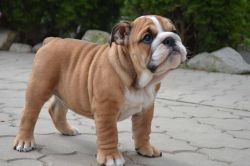 English Bulldogs Puppies for sale