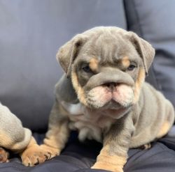 English bulldog puppies ready for delivery now