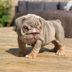 Health English bulldog puppies available for new homes now