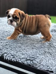 Fantastic English Bulldog Puppies For Sale
