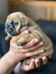 Cute English Bulldog For Adoption