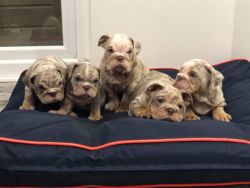 Gorgeous AKC English Bulldog Puppies