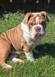 Male English Bulldog For Sale as Pet